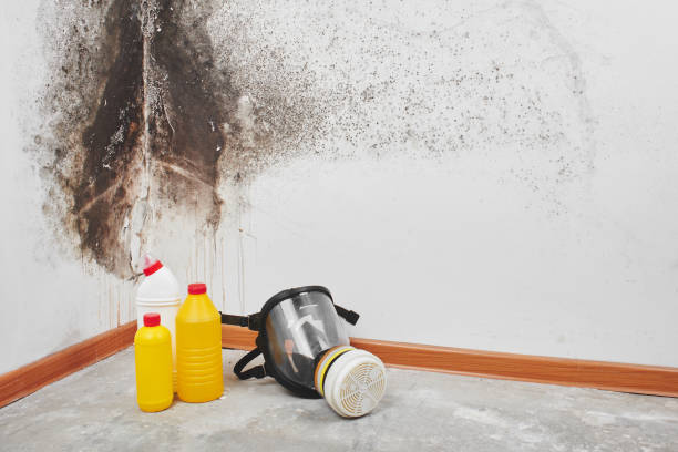 Best Basement Mold Remediation in Wood River, NE