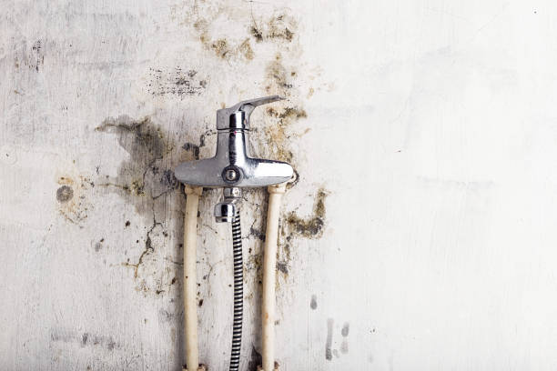 Best Localized Mold Remediation (e.g., coastal areas, humid climates) in Wood River, NE