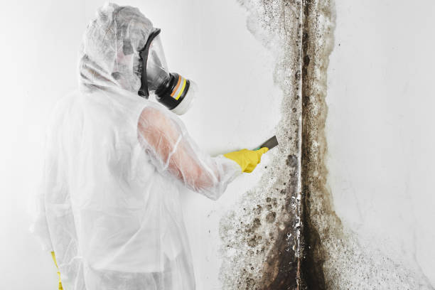Best Residential Mold Remediation in Wood River, NE