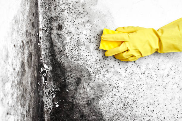 Best Black Mold Remediation in Wood River, NE