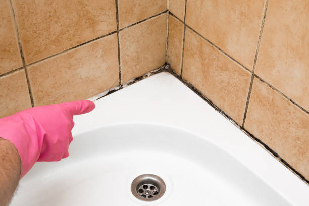 Best Mold Testing and Inspection Services in Wood River, NE